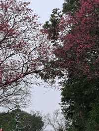 🌸** 台北滬尾櫻花大道是春季賞櫻**🌸