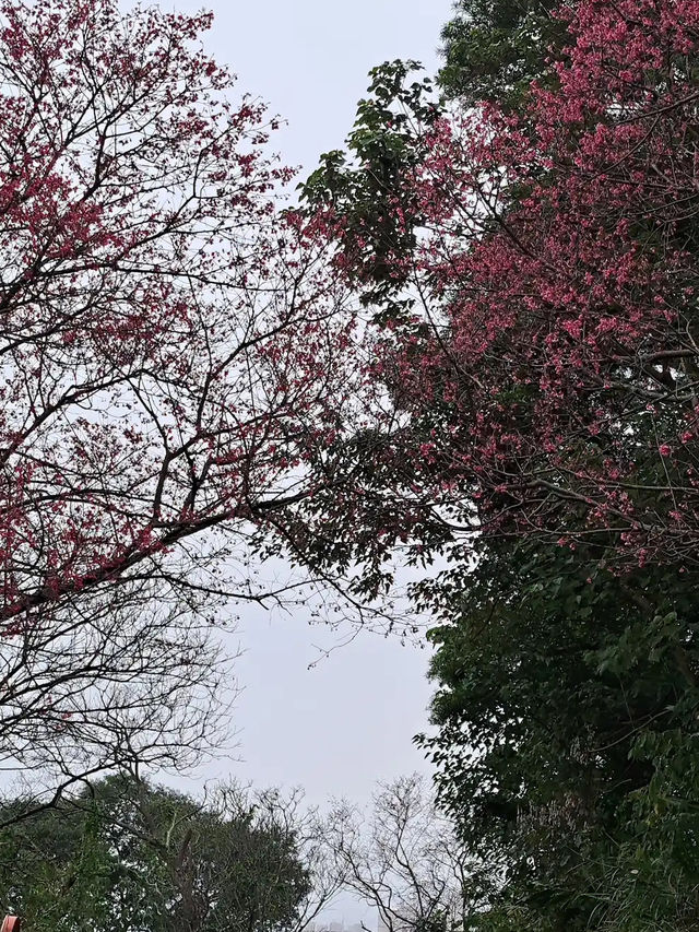 🌸** 台北滬尾櫻花大道是春季賞櫻**🌸