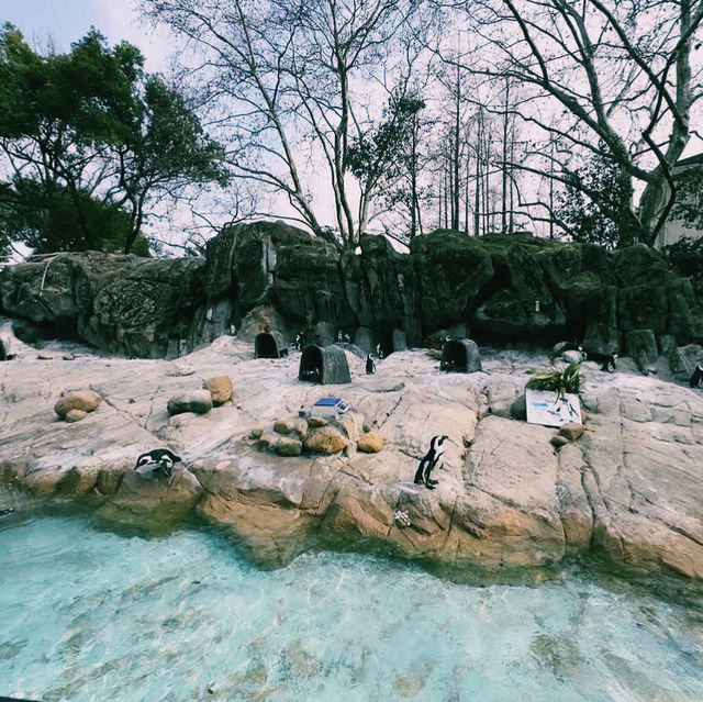 パンダにも会える！癒しと発見が詰まった広大な動物園🐼🌳