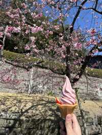 鹿兒島：自然與美食的完美之旅