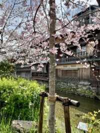 Spring at Shirakawa Canal🌸