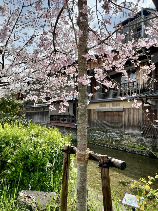 Spring at Shirakawa Canal🌸