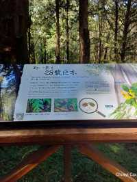 ไปดูต้นไม้ 3 ช่วงอายุ รถไฟ Alishan 