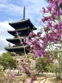 The Stunning Cherry Blossoms of Ninna-ji Temple