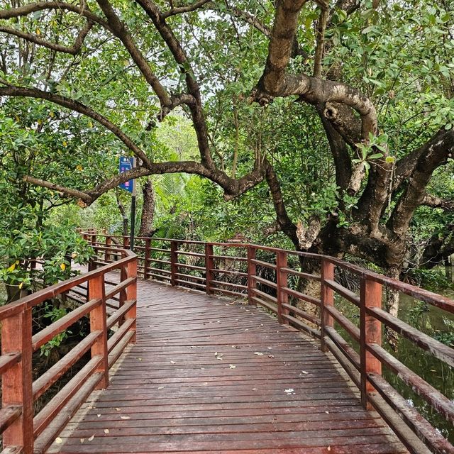 🎄ป่าชายเลนกลางเมือง | ปอดของคนระยอง 🏞