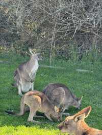 🇦🇺🦘Maru koala and animals park