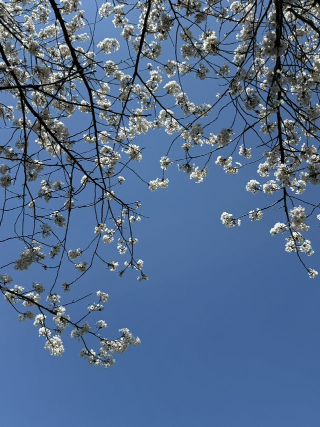 도쿄에서 만난 환상적인 벚꽃 풍경🌸