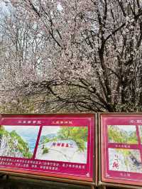 Secret Sakura of Shaolin: A Pilgrimage for the Discerning Flower Lover
