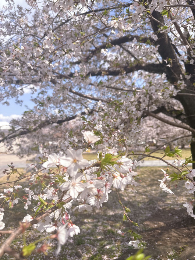 估唔到4月仲有櫻花睇😍😍😍 