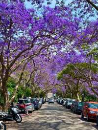 🌸 **Sydney’s Purple Paradise: Jacaranda Season Blooms into Magic!** 🌸   