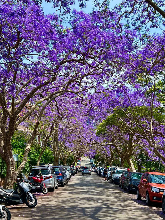 🌸 **Sydney’s Purple Paradise: Jacaranda Season Blooms into Magic!** 🌸   