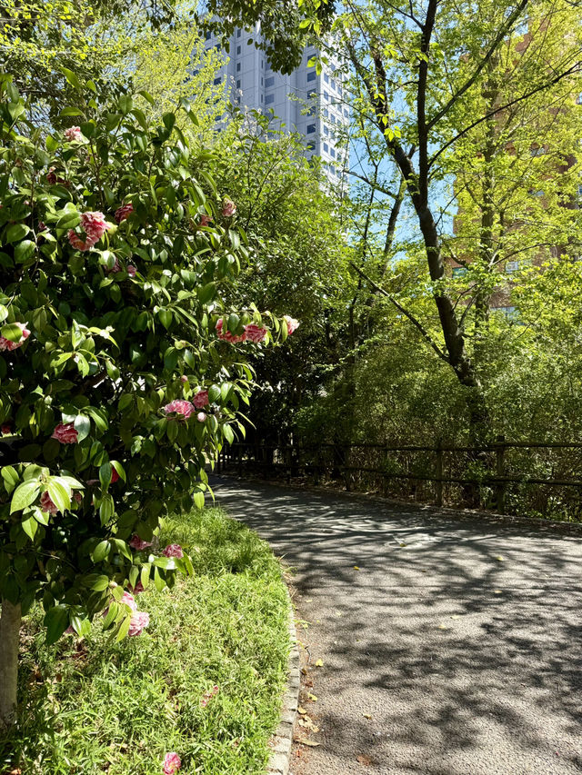 Spring Fun at Yokojukken-gawa Shinsui Park