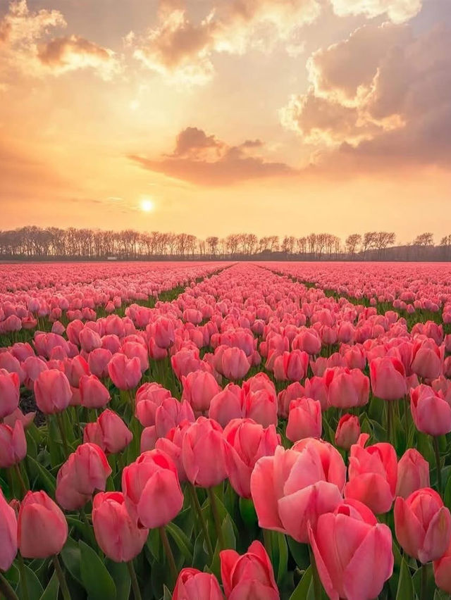 Tulip Farming