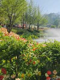 Pinnacle Land Tulip Festival: A Springtime Delight in Asan 🌷🌸