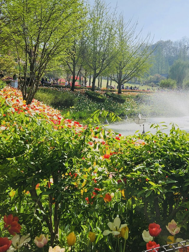 Pinnacle Land Tulip Festival: A Springtime Delight in Asan 🌷🌸