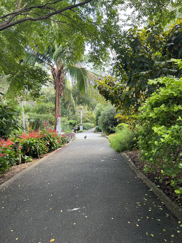 Mount Coottha Botanic garden 