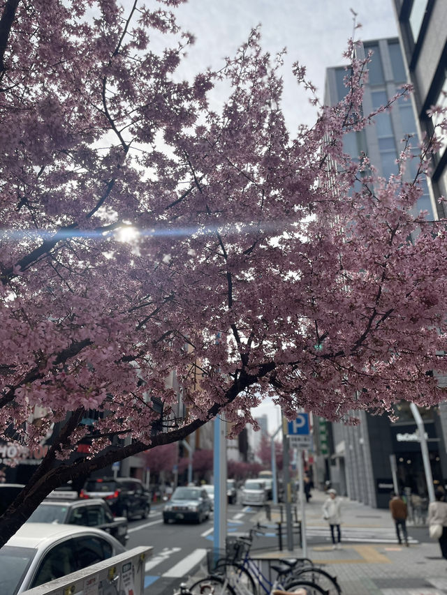 名古屋非預期的賞櫻