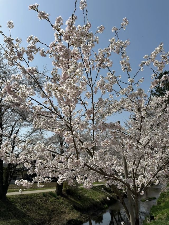 Oshino Hakkai Cherry Blossoms – Fuji’s Spring Water & Sakura Paradise