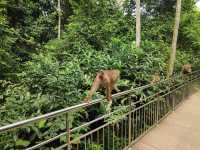 Bornean Sun Bear Conservation Centre (BSBCC) – Sepilok’s Hidden Gem** 🐻🌿  