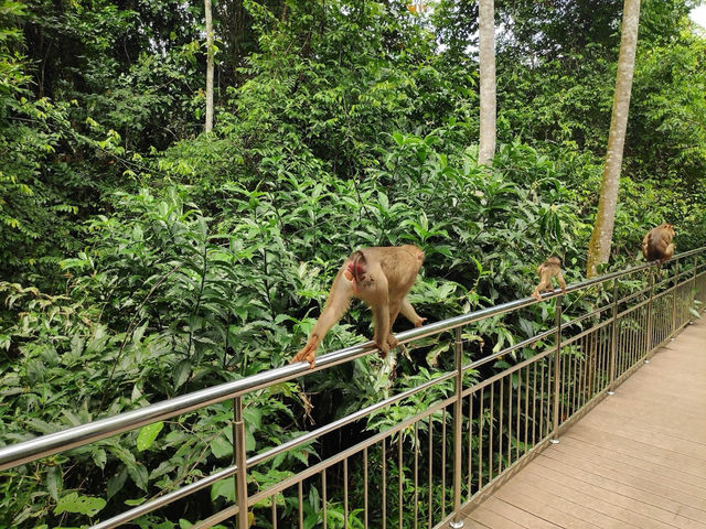 Bornean Sun Bear Conservation Centre (BSBCC) – Sepilok’s Hidden Gem** 🐻🌿  