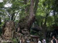 熱海にある神聖な神社が素敵すぎた