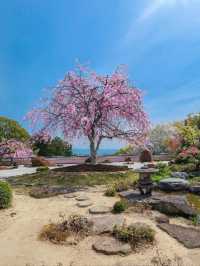 Kyoto's Shoboji Temple: A Serene Encounter with Weeping Cherry Blossoms
