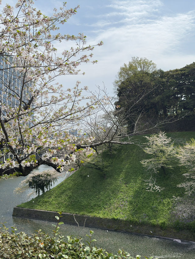 東京｜千鳥之淵的櫻花夢幻之旅