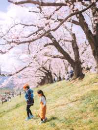 🌸Full Bloom! My Ultimate List of Beautiful Cherry Blossom Spots Around Kyoto