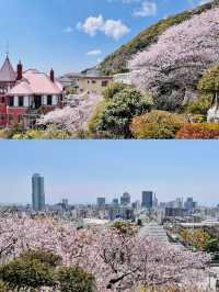 Kobe's Cherry Blossoms Are In Full Bloom! 🌸 8 Lesser-Known Cherry Blossom Spots with Maps + Routes