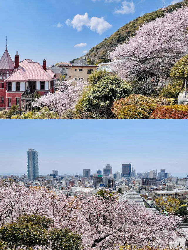 Kobe's Cherry Blossoms Are In Full Bloom! 🌸 8 Lesser-Known Cherry Blossom Spots with Maps + Routes