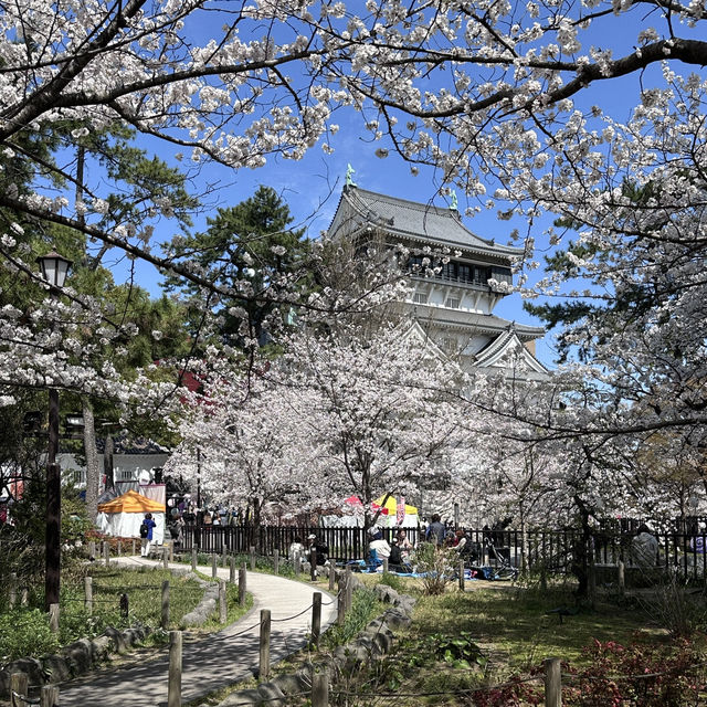 北九州🌸 小倉城櫻花璀璨🌸