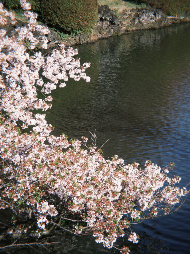 東京 新宿御苑 賞櫻好方便 🌸