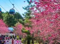 Formosan Aboriginal Culture Village Cherry Blossoms