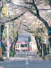 【東京】美しい桜とその歴史