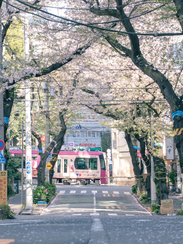 【東京】美しい桜とその歴史
