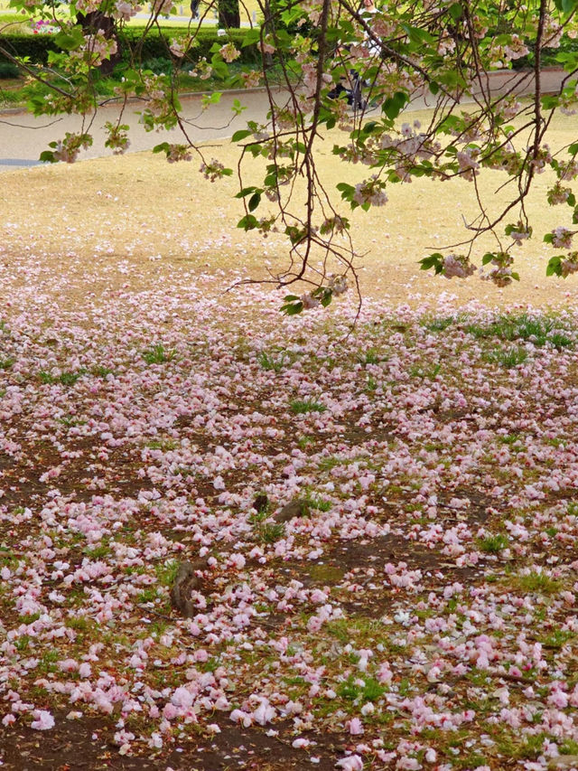 🌸 Catching the Last Cherry Blossoms at Shinjuku Gyoen 🌸