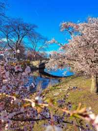 Petal Promenade: Springtime in Boston Public Garden