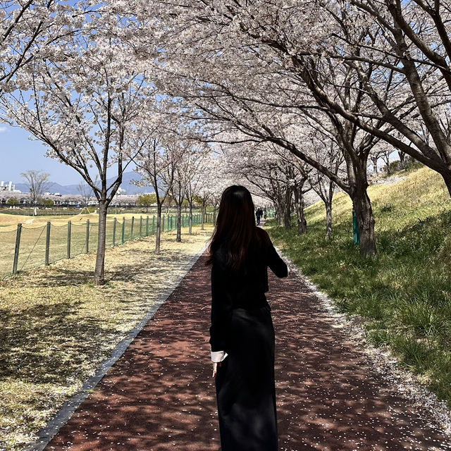 밀양 벚꽃놀이🌸