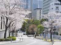🌸 “Sakura, Skyscrapers, and Sweet Surprises at Akasaka Sacas!” 🌸