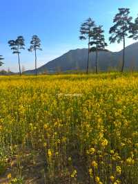 봄은 피크닉의 계절! 부산 및 근교 피크닉 공원 여행코스 🌱