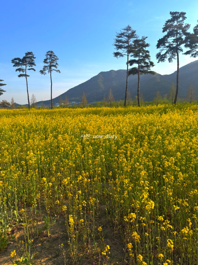 봄은 피크닉의 계절! 부산 및 근교 피크닉 공원 여행코스 🌱