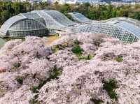 🌿 Kyoto Botanical Gardens: The Ultimate Green Escape (With a Side of Sakura!) 🌸
