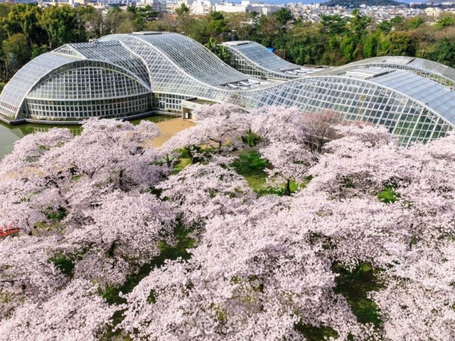🌿 Kyoto Botanical Gardens: The Ultimate Green Escape (With a Side of Sakura!) 🌸