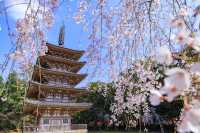 🏯 To-ji Temple: Kyoto’s Towering Beauty & Hidden Surprises 🏯