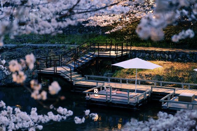 🌸 "Myoman-ji Temple: Kyoto’s Best-Kept Secret for Solitude & Sakura" 🌸