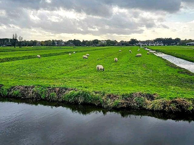 荷蘭必遊風車村---鹿特丹 小孩堤坊 Kinderdijk