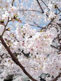 Kobe Cherry Blossoms Full Bloom... I’m Obsessed! 🌸✨