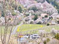 🇯🇵福島 有見過那麼色彩鮮艷的山坡嗎？ 🌼🌸