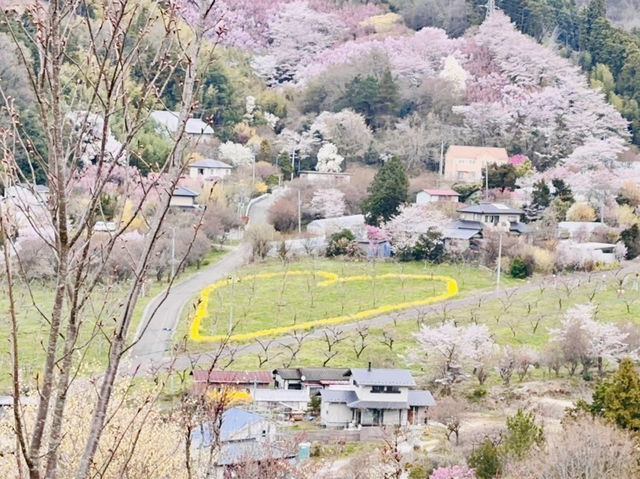 🇯🇵福島 有見過那麼色彩鮮艷的山坡嗎？ 🌼🌸