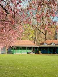 🌸 Edinburgh The Meadows: One of the Most Popular Cherry Blossom Spots 